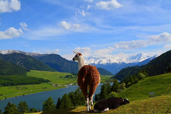 Streichelzoo im Vinschgau in St. Valentin | Hotel Plagött